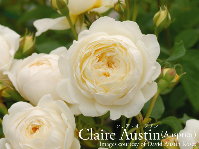 ルイスキャロル お姫様のような薔薇柄ワンピース ピュアなピンク色 ルイスキャロル お姫様のような薔薇柄ワンピース ピュアなピンク色