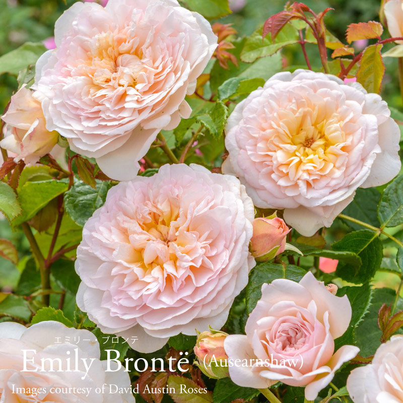 ひろココ♡さま専用 イングリッシュローズ苗 ひろココ♡さま専用 イングリッシュローズ苗 ひろココ♡さま専用