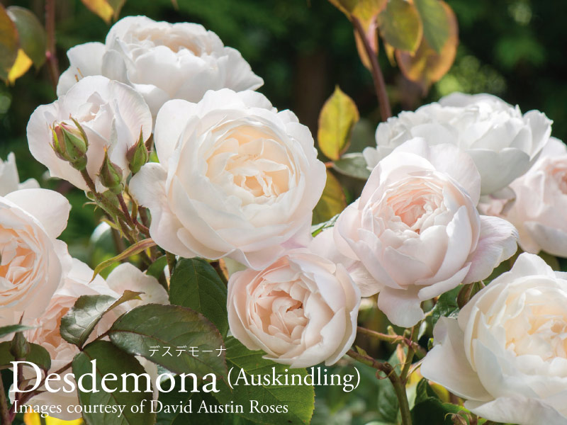 イングリッシュローズ ジュードジオブスキュア 大苗 予約苗 バラ苗 【ジュードジオブスキュア】 (大苗) シュラブ 半