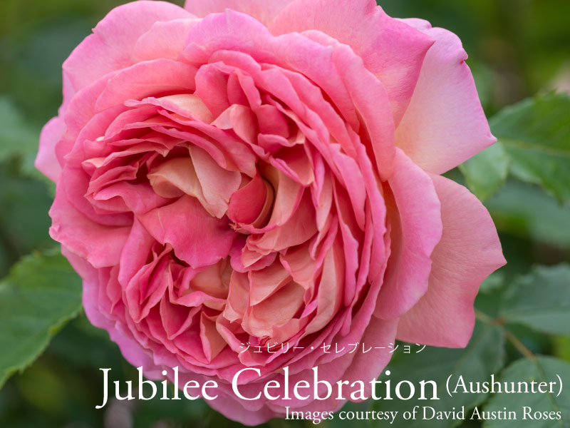 楽天市場】【予約品】 バラ苗イングリッシュローズ大苗 ジュード