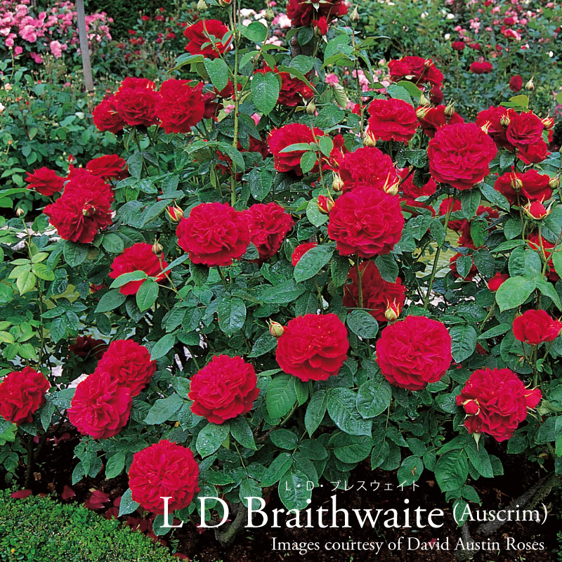 楽天市場】【2025年入荷なし】 バラ苗 イングリッシュローズ大苗