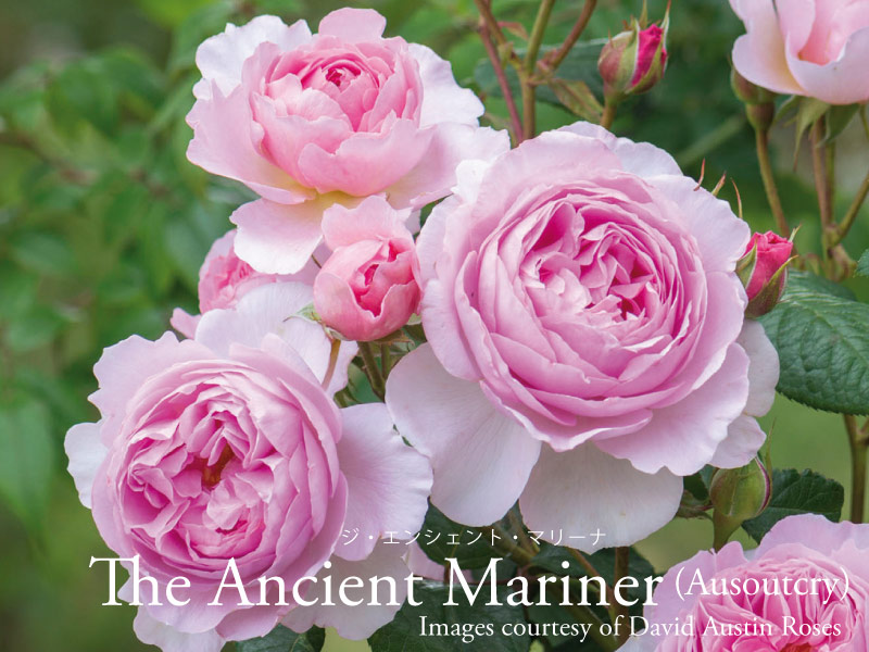 楽天市場】バラ苗 イングリッシュローズ大苗 メアリー・ディレイニー