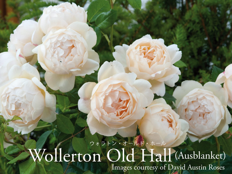 楽天市場】【予約品】 バラ苗イングリッシュローズ大苗 ジュード・ジ