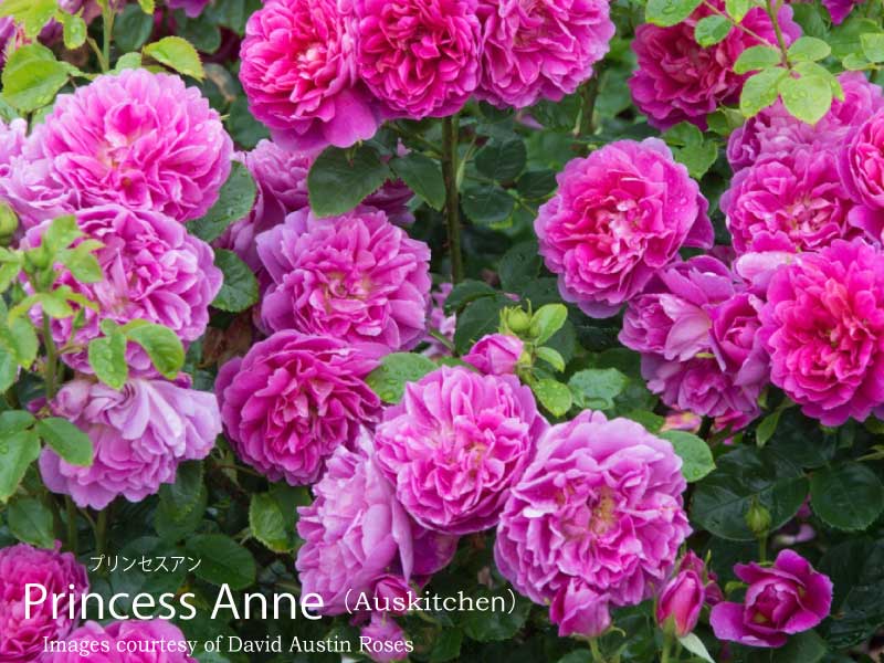 楽天市場】バラ苗 イングリッシュローズ大苗 オリビア・ローズ