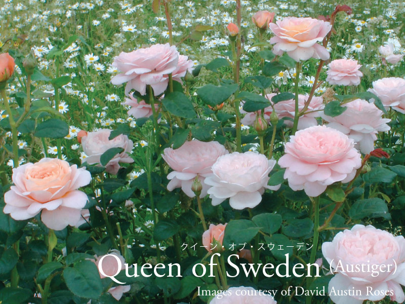 サマーソング　ER　芽接ぎ苗　バラ　イングリッシュローズ サマーソング Summer Song ｜ ピーキャットローズショップ