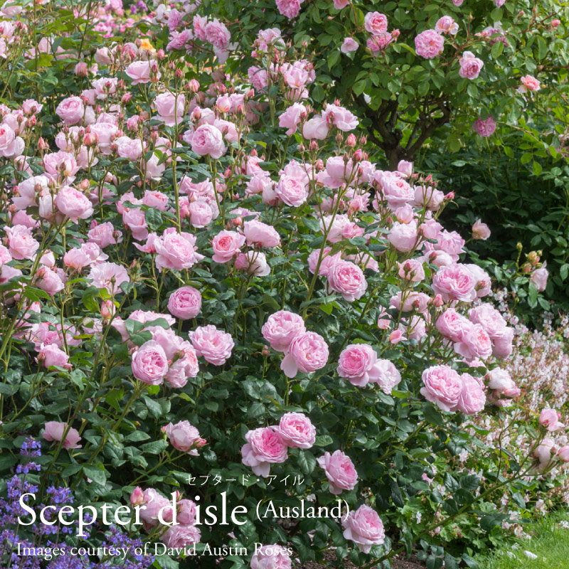 楽天市場】バラ苗 イングリッシュローズ大苗 ジュード・ジ