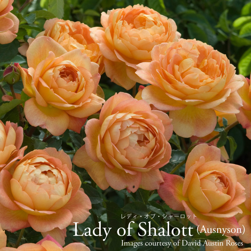 楽天市場】【予約品】 バラ苗イングリッシュローズ大苗 ジュード