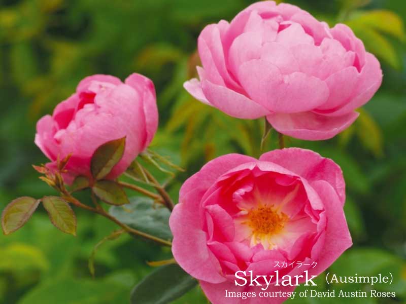 楽天市場】バラ苗 イングリッシュローズ大苗 ジェームズ・L