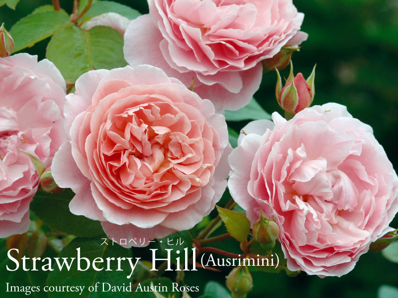 楽天市場】【2025年入荷なし】 バラ苗 イングリッシュローズ大苗