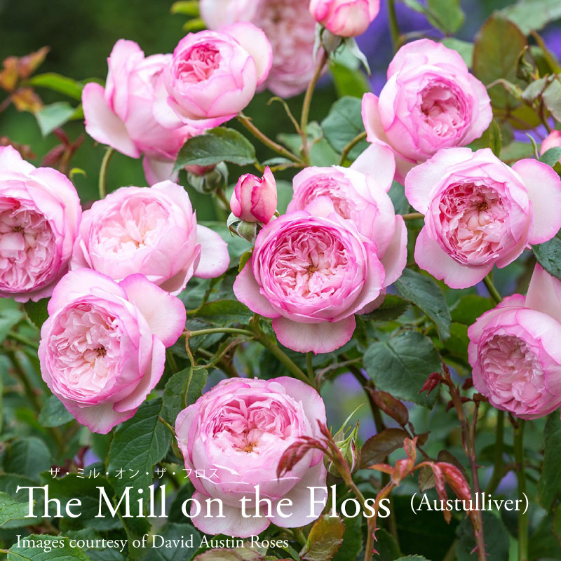 楽天市場】【2025年入荷なし】 バラ苗 イングリッシュローズ大苗