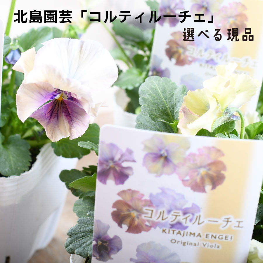 楽天市場】ビオラ レディ 【26日20時より販売】 宮崎 石川園芸