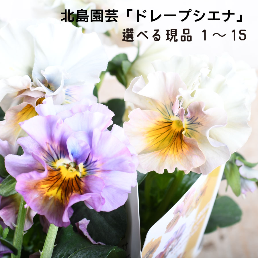 楽天市場】［花色おまかせ］ビオラ・レディ 3号ポット【おしゃれ 新