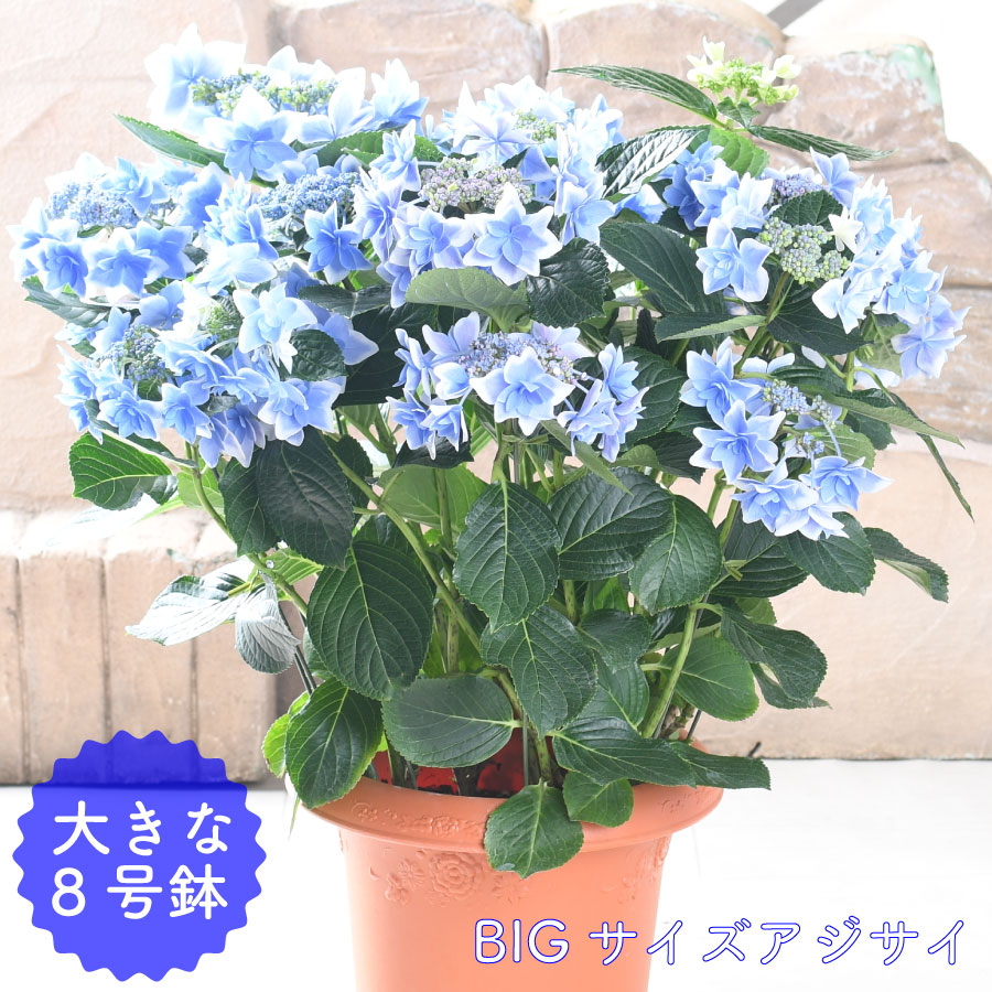 園芸店おすすすめ蔬菜苗！身寄り家庭菜園特集