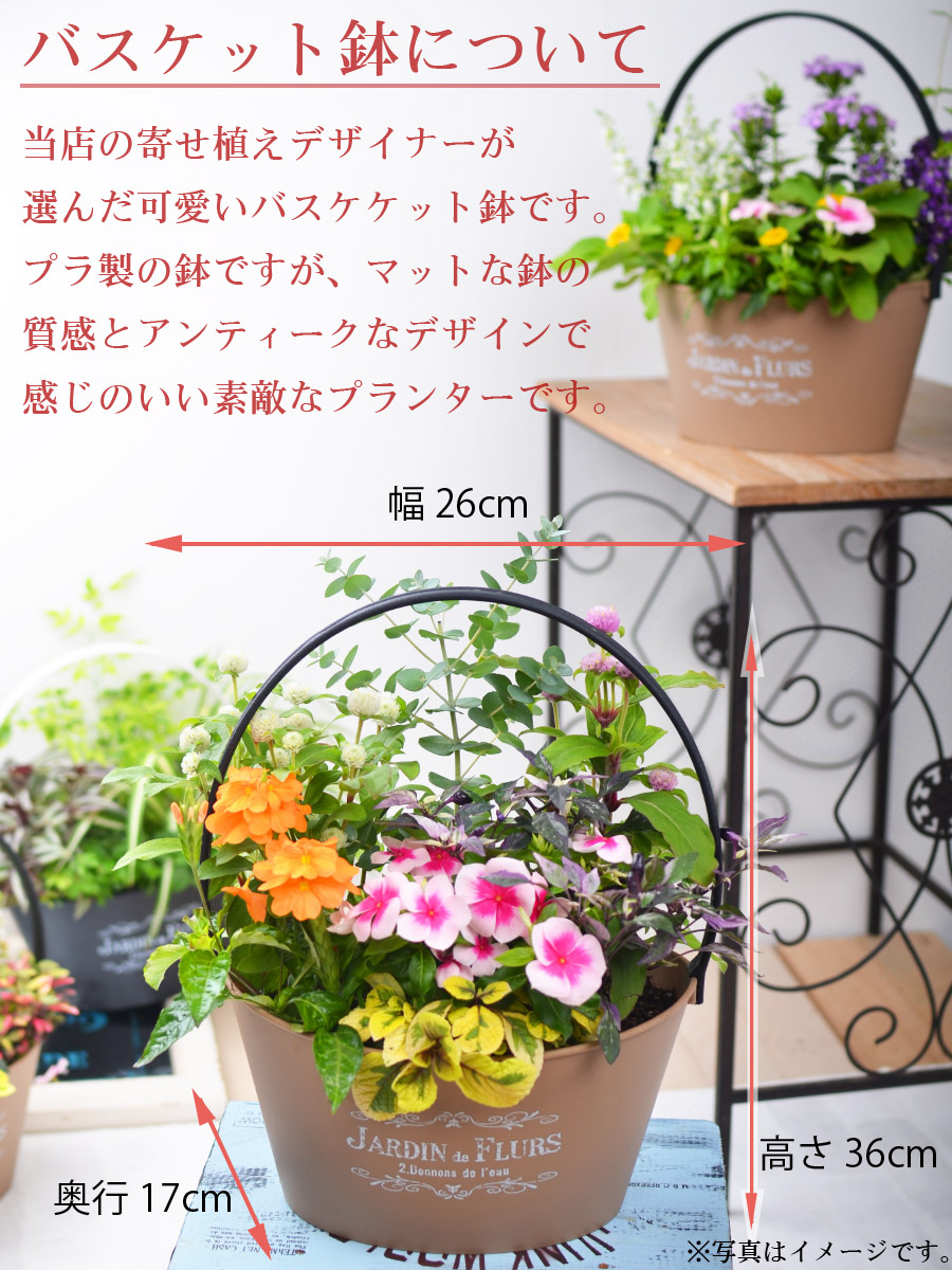 楽天市場 寄せ植え バスケット ビオラとムスカリ 玄関 店舗前の花飾りに プレゼントやギフトにもおすすめ 鉢花 花苗 選べる ビオラ ムスカリ パンジー Fleur Town 吉本花城園