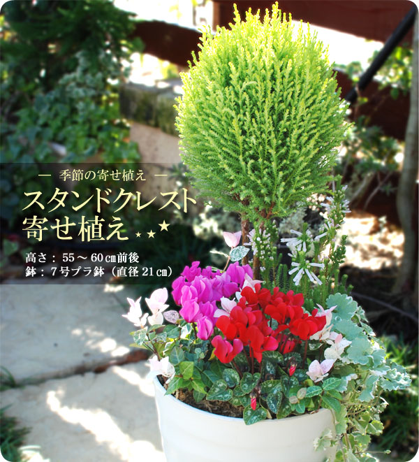 楽天市場 寄せ植え スタンド仕立てゴールドクレストの寄せ植え Fleur Town 吉本花城園