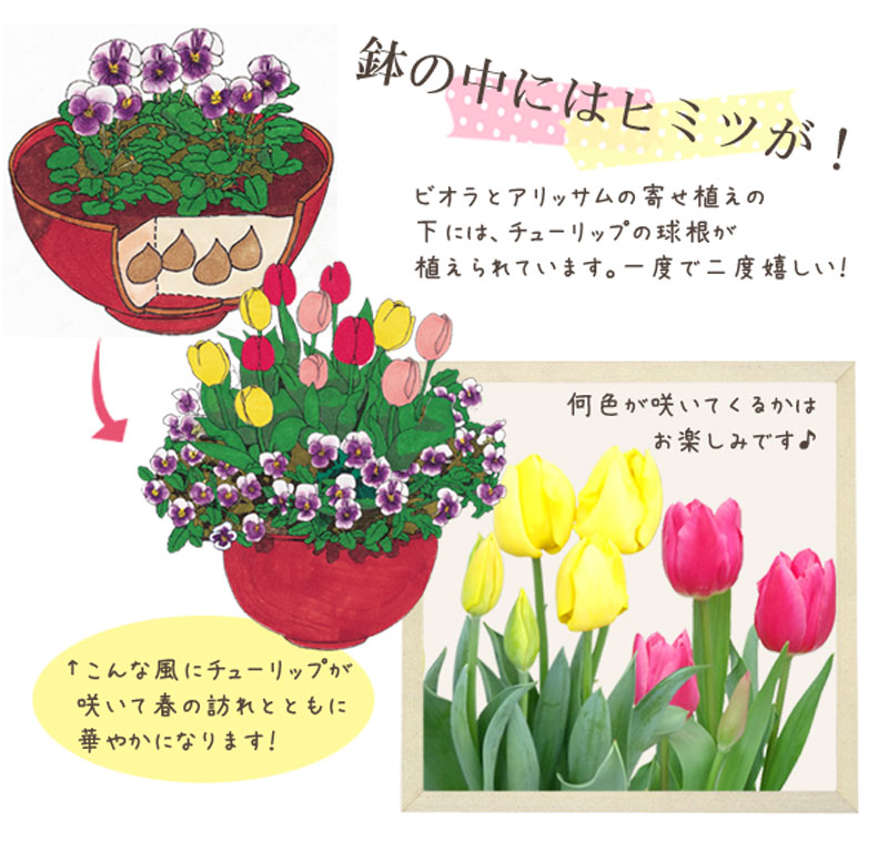 寄せ植え ひみつのビオラとアリッサム寄せ植え ご予約品 11月中旬から順次発送