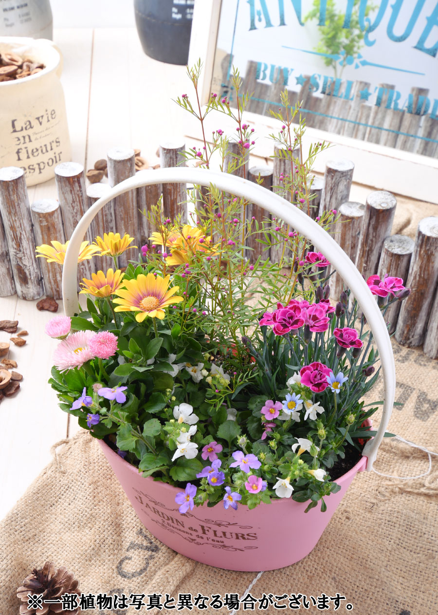 楽天市場 寄せ植え バスケット ナデシコ ダイアンサス パープルウェディング ラベンダー 玄関 店舗前の花飾りに プレゼントやギフトにもおすすめ 鉢花 花苗 Fleur Town 吉本花城園