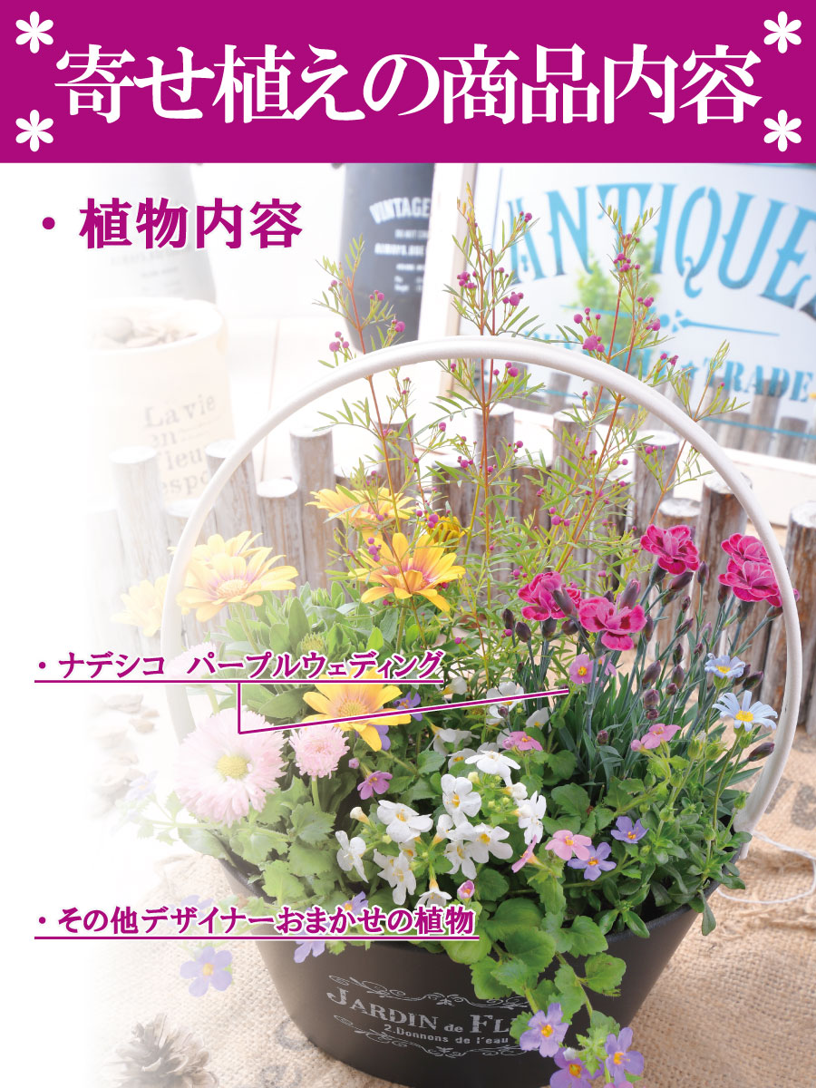 楽天市場 寄せ植え バスケット ナデシコ ダイアンサス パープルウェディング ラベンダー 玄関 店舗前の花飾りに プレゼントやギフトにもおすすめ 鉢花 花苗 Fleur Town 吉本花城園
