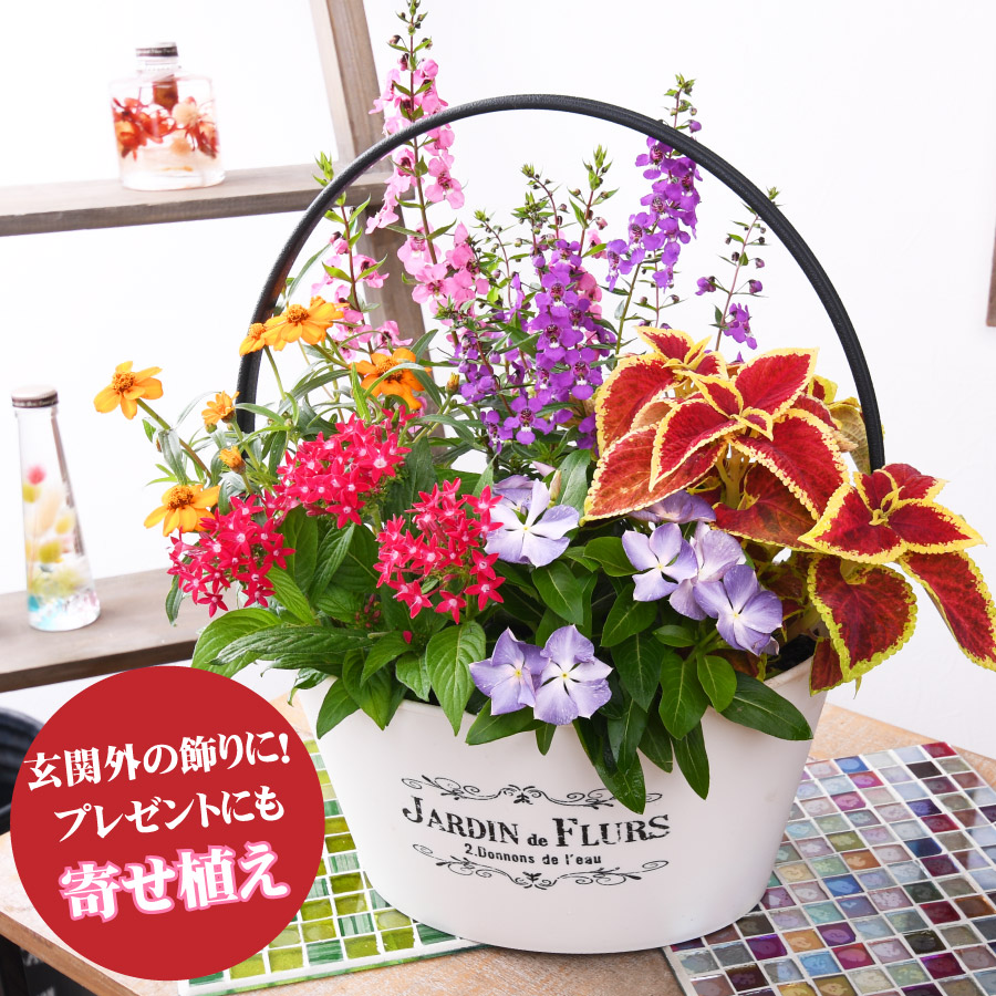 楽天市場 寄せ植え バスケット 日々草 爽夏さわやか 玄関 店舗前の花飾りに プレゼントやギフトにもおすすめ 鉢花 花苗 夏の花 Fleur Town 吉本花城園