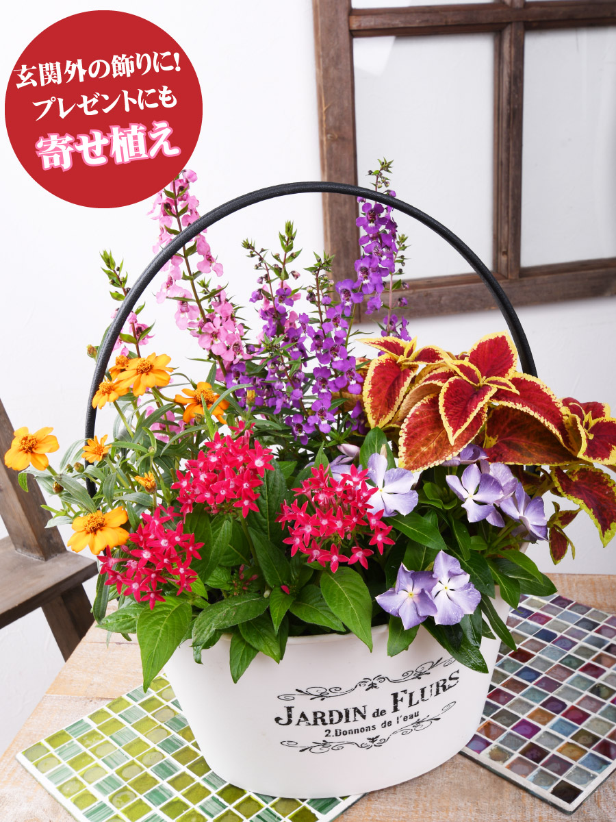 楽天市場 寄せ植え バスケット 日々草 爽夏さわやか 玄関 店舗前の花飾りに プレゼントやギフトにもおすすめ 鉢花 花苗 夏の花 Fleur Town 吉本花城園