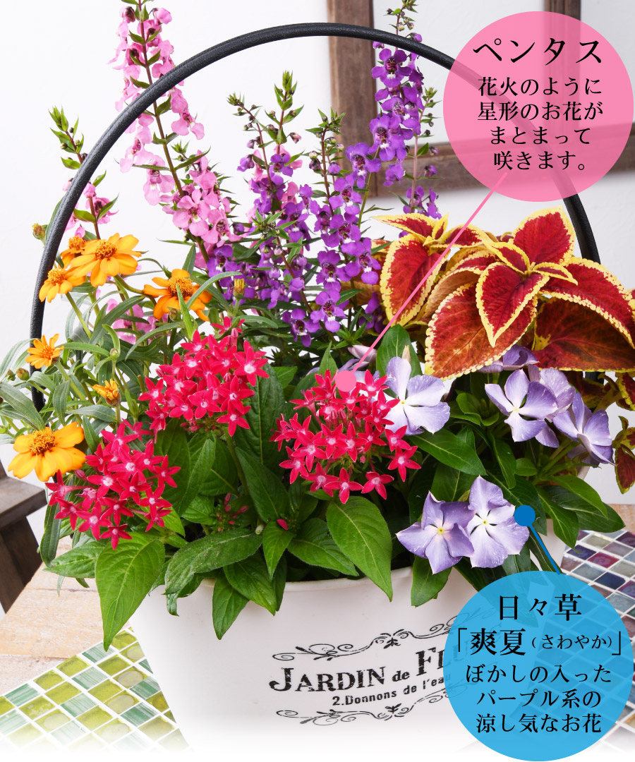 楽天市場 寄せ植え バスケット 日々草 爽夏さわやか 玄関 店舗前の花飾りに プレゼントやギフトにもおすすめ 鉢花 花苗 夏の花 Fleur Town 吉本花城園