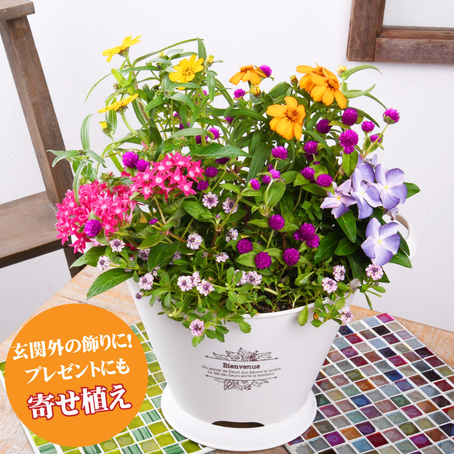 楽天市場 今月の花 寄せ植え バスケット 千日紅 日々草 玄関 店舗前の花飾りに プレゼントやギフトにもおすすめ 鉢花 花苗 夏の花 Fleur Town 吉本花城園