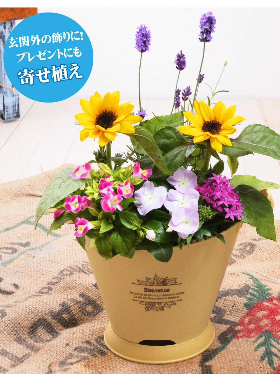 楽天市場 寄せ植え ブーケポット ひまわり 枝咲き ヒマワリ 玄関 店舗前の花飾りに プレゼントやギフトにもおすすめ 鉢花 花苗 夏の花 Fleur Town 吉本花城園
