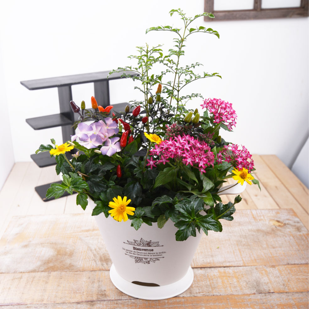 楽天市場 トネリコ おしゃれ 季節の花 寄せ植え ブーケポット 受け皿付 誕生日 プレゼント ギフト 室内に飾る 玄関に飾る Fleur Town 吉本花城園 楽天市場 トネリコ おしゃれ 季節の花 寄せ植え ブーケポット 受け皿付 誕生日 プレゼント ギフト 室内に飾る 玄関に飾る Fleur Town 吉本花城園