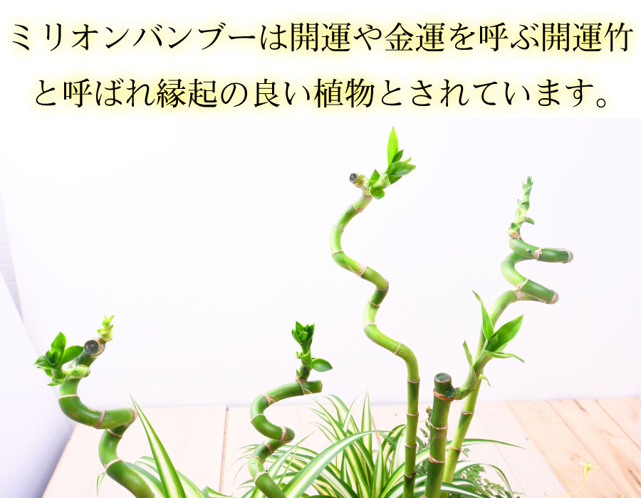 楽天市場 観葉植物 おしゃれ 寄せ植え ミリオンバンブー ブーケポット 誕生日プレゼント ギフト 室内に飾る 玄関に飾る Fleur Town 吉本花城園