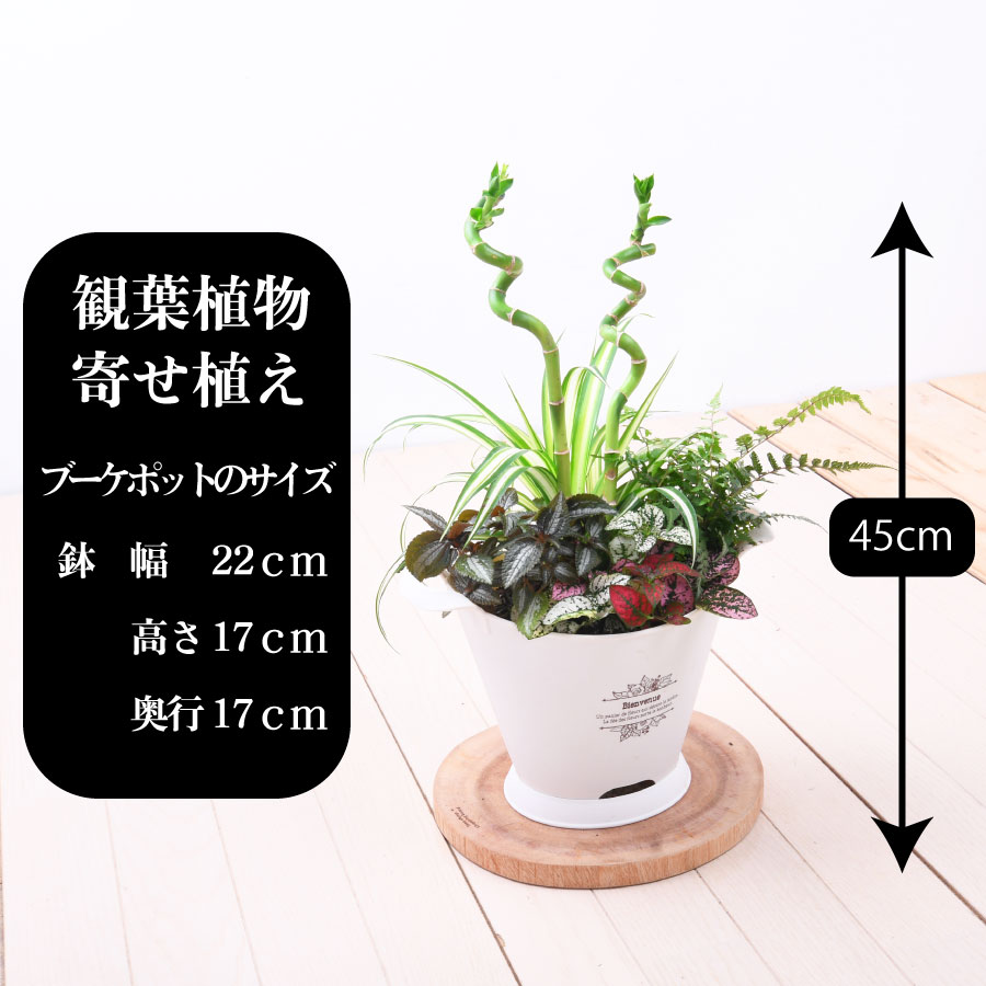 観葉植物 おしゃれ 寄せ植え ミリオンバンブー ブーケポット プレゼント ギフト 室内に飾る 玄関に飾る Korkmazmauritius Com
