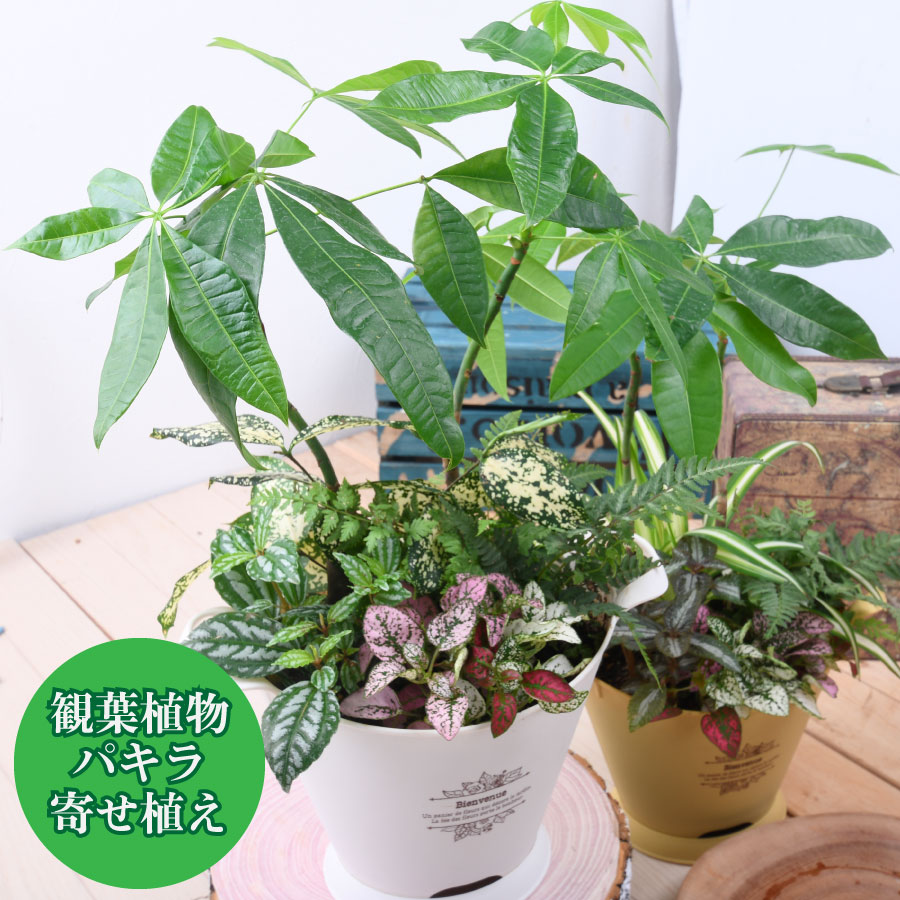 楽天市場 観葉植物 おしゃれ 寄せ植え パキラ ブーケポット 誕生日 プレゼント ギフト 室内に飾る 玄関に飾る Fleur Town 吉本花城園