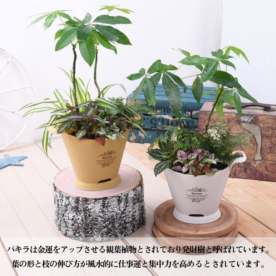 楽天市場 観葉植物 おしゃれ 寄せ植え パキラ ブーケポット 誕生日 プレゼント ギフト 室内に飾る 玄関に飾る Fleur Town 吉本花城園