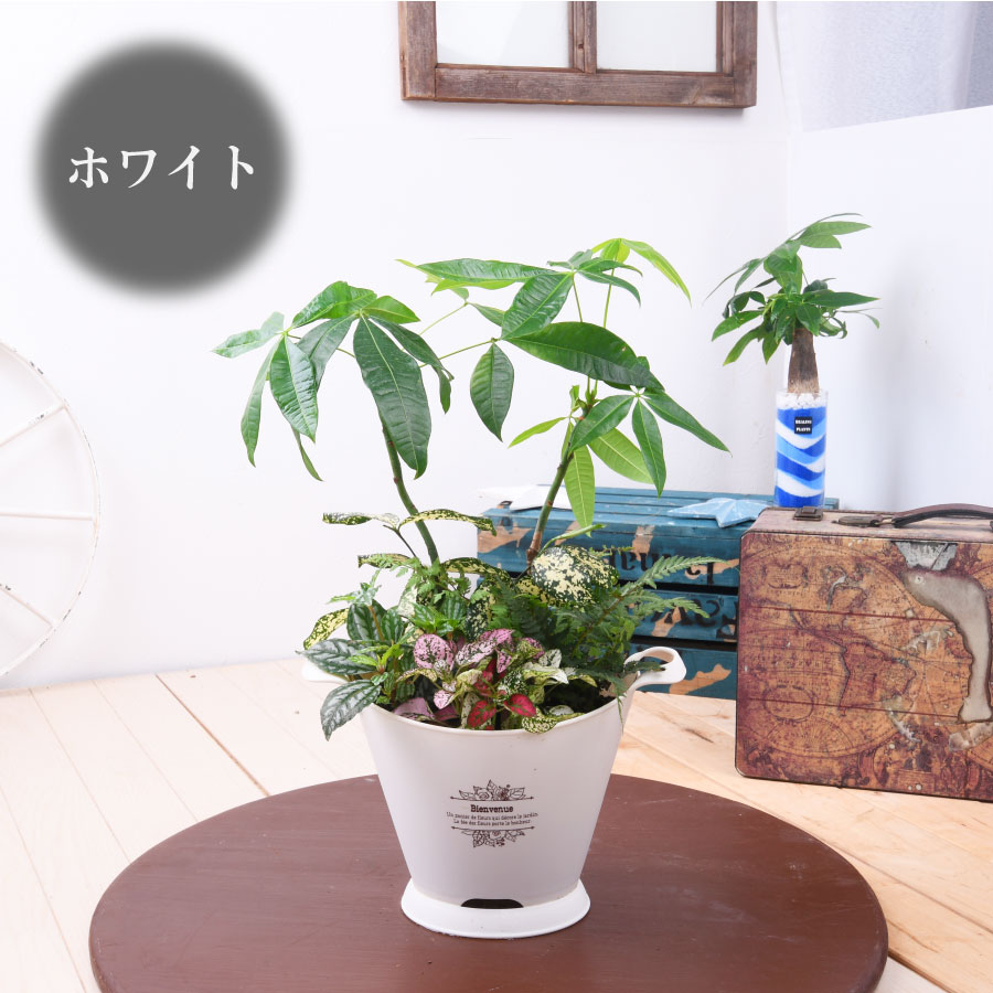 楽天市場 観葉植物 おしゃれ 寄せ植え パキラ ブーケポット 誕生日 プレゼント ギフト 室内に飾る 玄関に飾る Fleur Town 吉本花城園