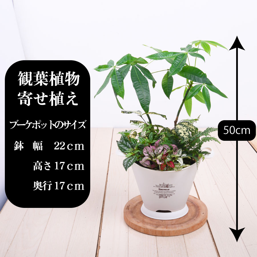 楽天市場 観葉植物 おしゃれ 寄せ植え パキラ ブーケポット 誕生日 プレゼント ギフト 室内に飾る 玄関に飾る Fleur Town 吉本花城園