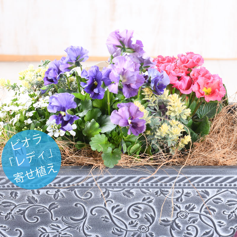 楽天市場】寄せ植え 現品47 ビオラ 春まで咲く 直径30cm鉢 寒さ強い