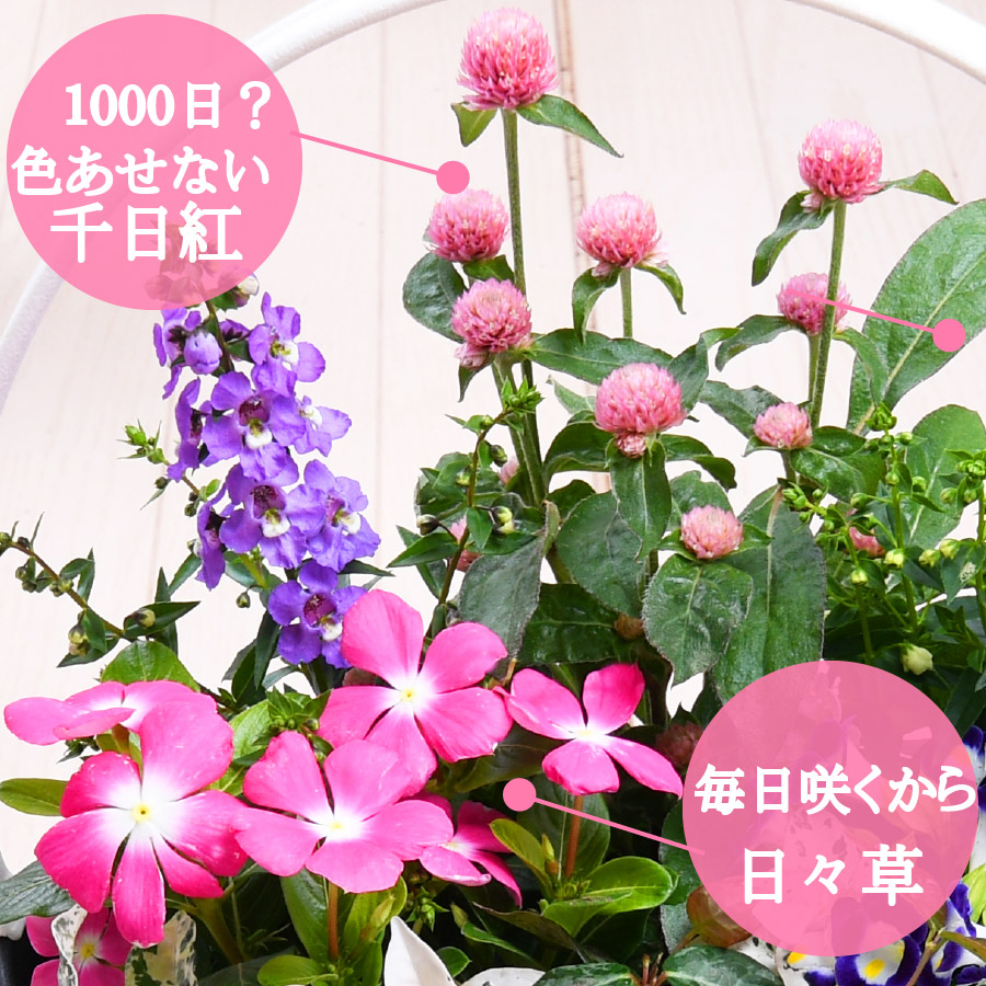 楽天市場 今月の花 寄せ植え バスケット 千日紅 日々草 玄関 店舗前の花飾りに プレゼントやギフトにもおすすめ 鉢花 花苗 夏の花 Fleur Town 吉本花城園