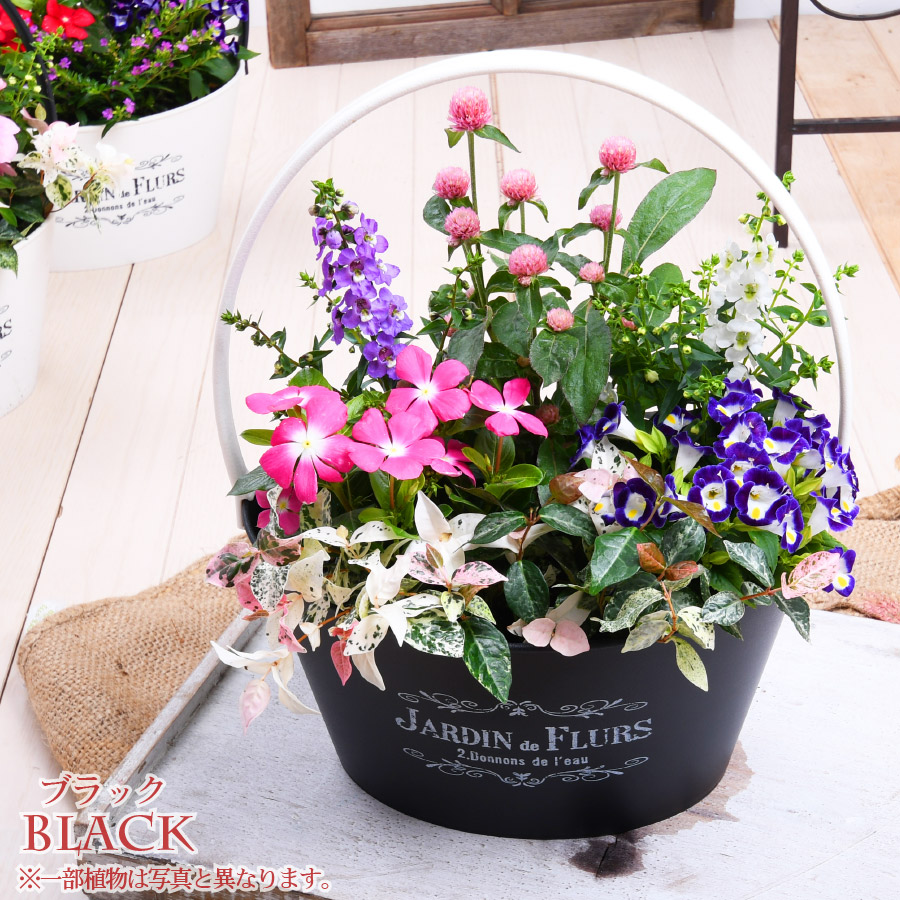 楽天市場 今月の花 寄せ植え バスケット 千日紅 日々草 玄関 店舗前の花飾りに プレゼントやギフトにもおすすめ 鉢花 花苗 夏の花 Fleur Town 吉本花城園