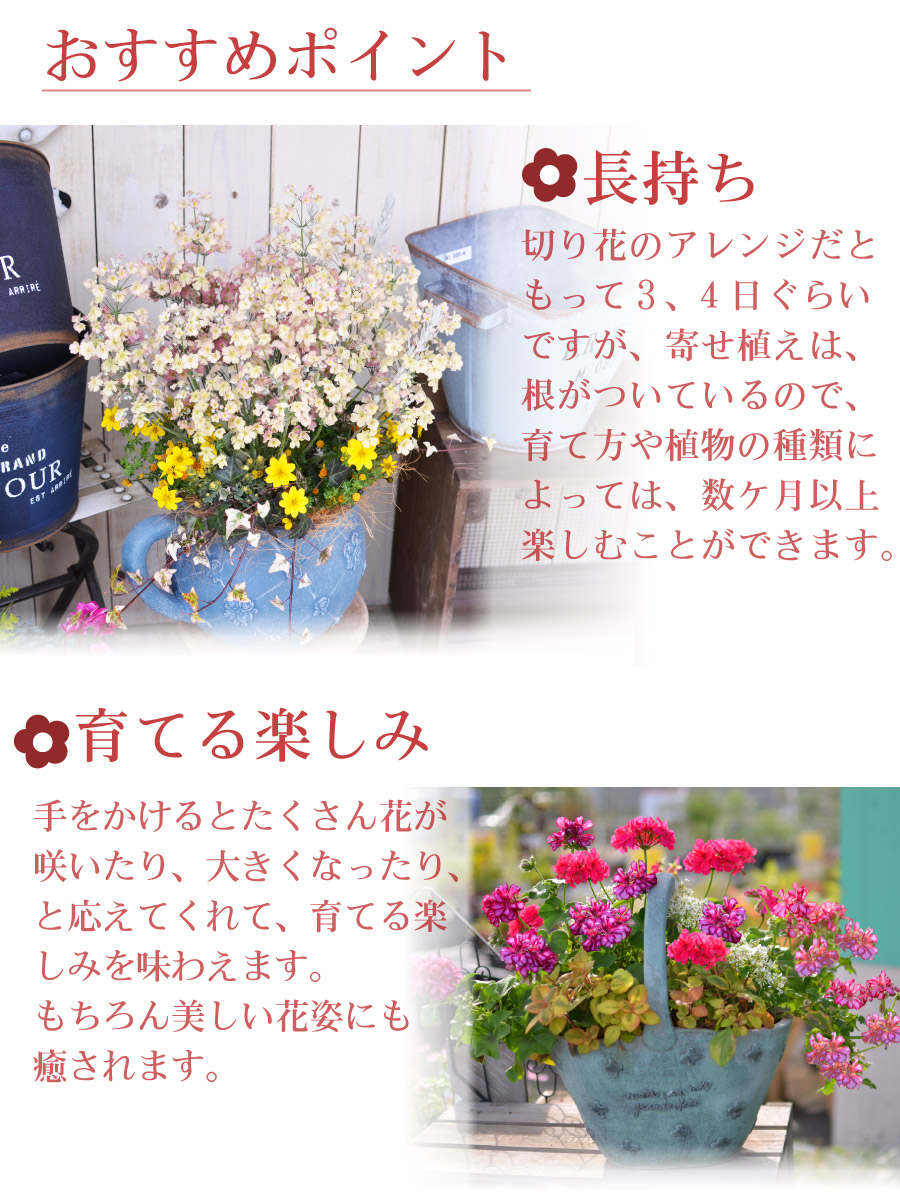 楽天市場 寄せ植え ブーケポット 千日紅 せんにちこう 玄関 店舗前の花飾りに プレゼントやギフトにもおすすめ 鉢花 花苗 夏の花 Fleur Town 吉本花城園