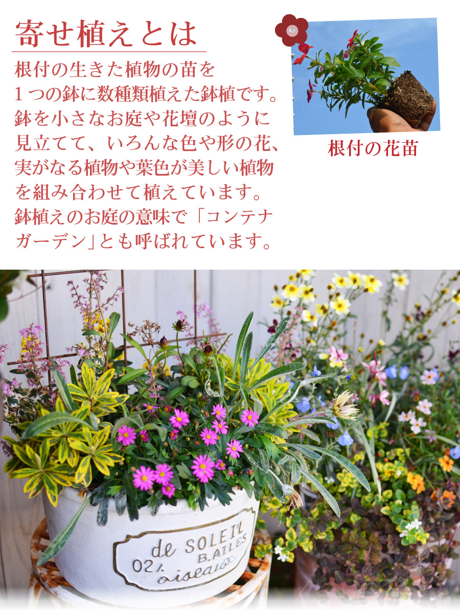 楽天市場 寄せ植え ブーケポット 千日紅 せんにちこう 玄関 店舗前の花飾りに プレゼントやギフトにもおすすめ 鉢花 花苗 夏の花 Fleur Town 吉本花城園