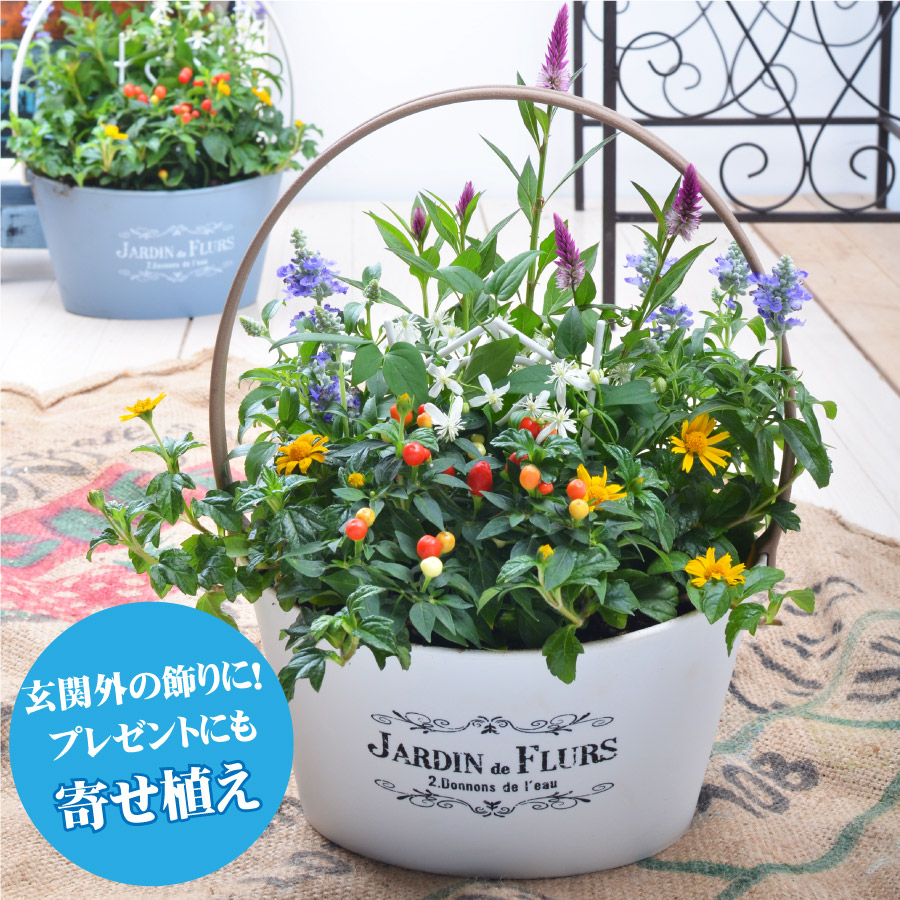 楽天市場 ビオラとムスカリの寄せ植え バスケット 寄せ植え 玄関 店舗前の花飾りに プレゼントやギフトにもおすすめ 鉢花 花苗 選べる ビオラ ムスカリ パンジー Fleur Town 吉本花城園