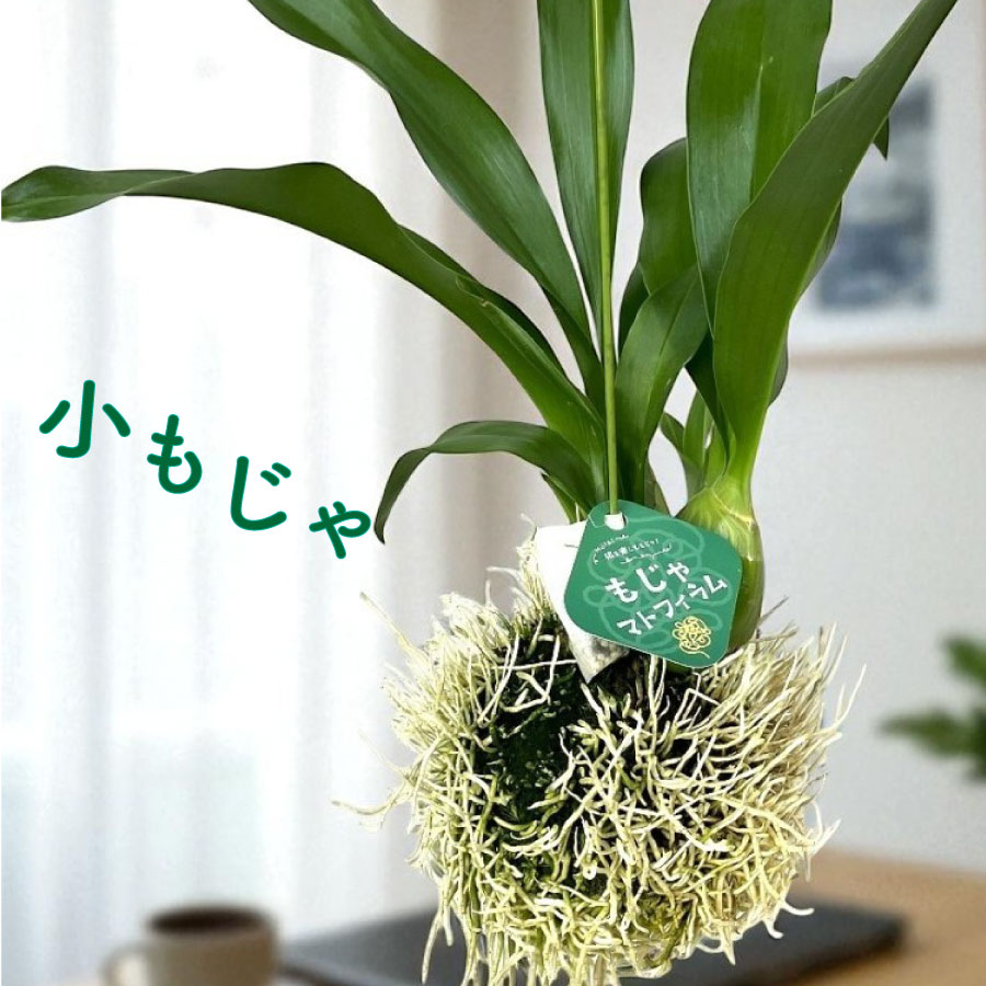 超美品56goro 国産モジャマトフィラム 観葉植物 吊り下げ 約60~70㎝ 楽天市場】国産 超美品56goro モジャマトフィラム 観葉植物 吊り