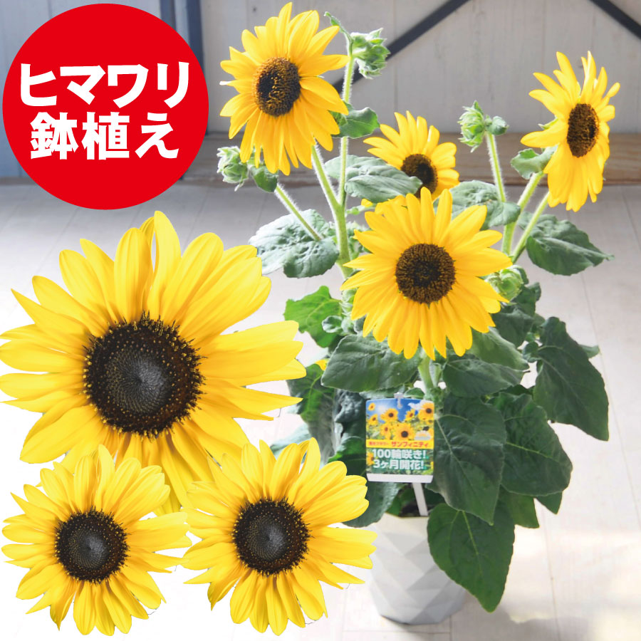 ひまわり mqdefault.jpg