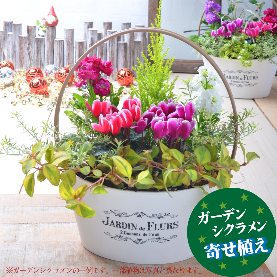 楽天市場 寄せ植え バスケット ガーデンシクラメン 玄関 店舗前の花飾りに プレゼントやギフトにもおすすめ 鉢花 花苗 今月の花 Fleur Town 吉本花城園