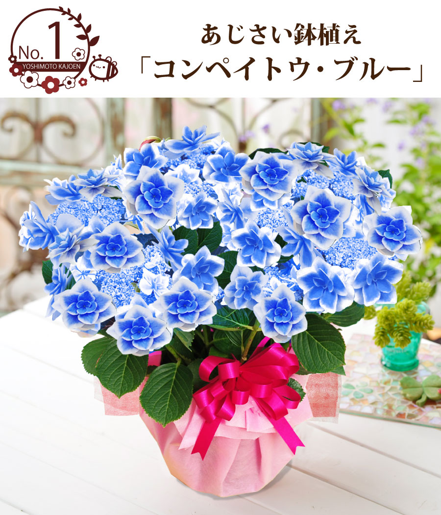 楽天市場 母の日 アジサイ プレゼント ギフト 花 鉢植え 紫陽花 コンペイトウブルー ノブレス ディープパープル コットンキャンディーから選べる ゴールドセレクション あじさい 特典付き Fleur Town 吉本花城園