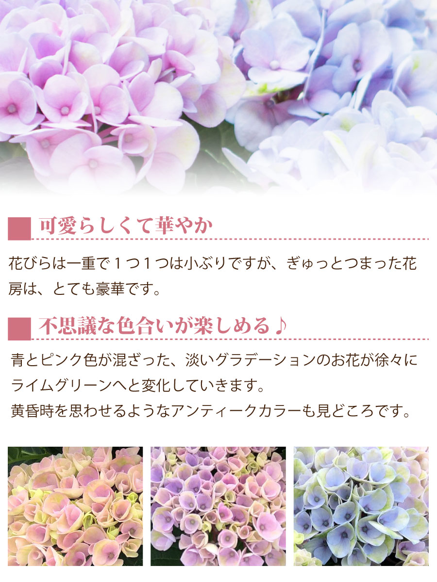 楽天市場 母の日 アジサイ プレゼント 花 ギフト 鉢植え あじさい 紫陽花 マジカル ピンクグラデーション 5号鉢植え 特典付き Fleur Town 吉本花城園