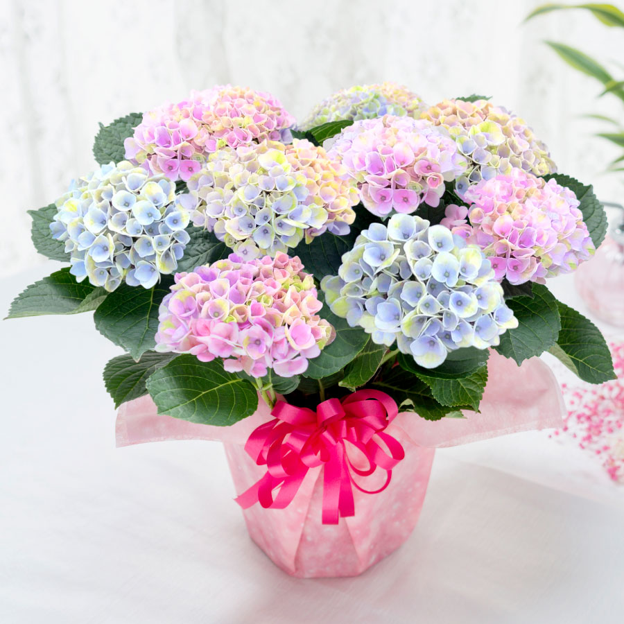 楽天市場 母の日 アジサイ プレゼント 花 ギフト 鉢植え あじさい 紫陽花 マジカル ピンクグラデーション 5号鉢植え 特典付き Fleur Town 吉本花城園
