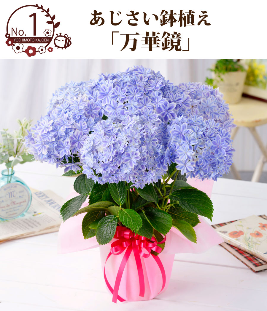 楽天市場 遅れてゴメンね 母の日 プレゼント アジサイ 花 ギフト 鉢植え あじさい 紫陽花 万華鏡 ケイコピンク ケイコブルー ピンキーリング パープルリング 銀河 プレミアム 特典付き Fleur Town 吉本花城園