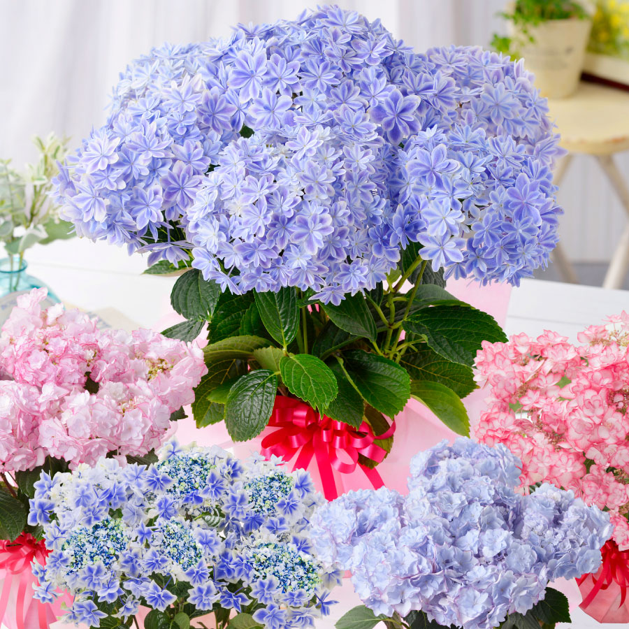 楽天市場 遅れてゴメンね 母の日 プレゼント アジサイ 花 ギフト 鉢植え あじさい 紫陽花 万華鏡 ケイコピンク ケイコブルー ピンキーリング パープルリング 銀河 プレミアム 特典付き Fleur Town 吉本花城園