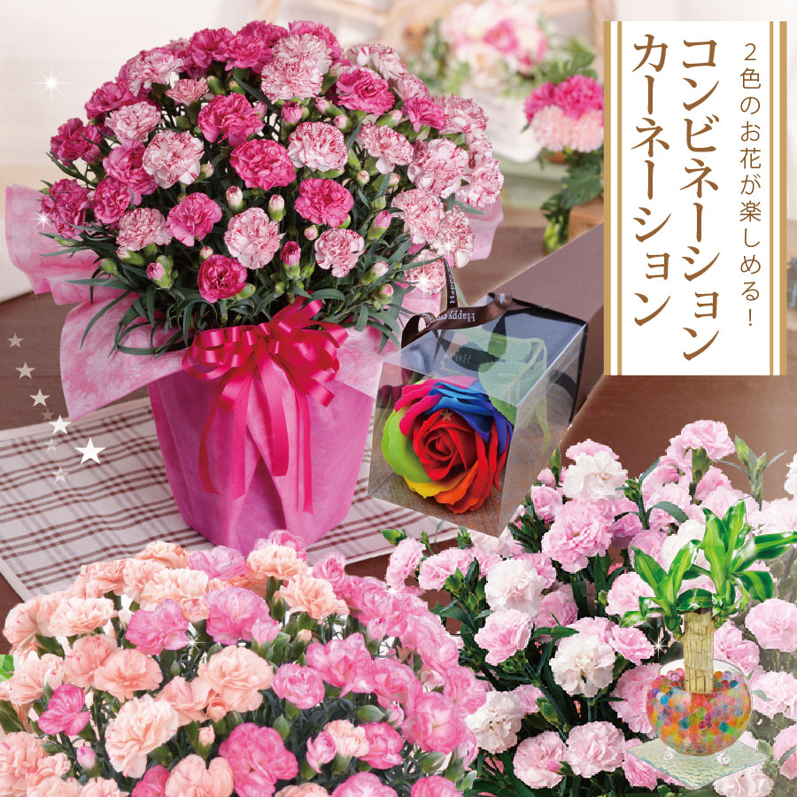 Flowers By Post Jersey Carnations Best Flower Site