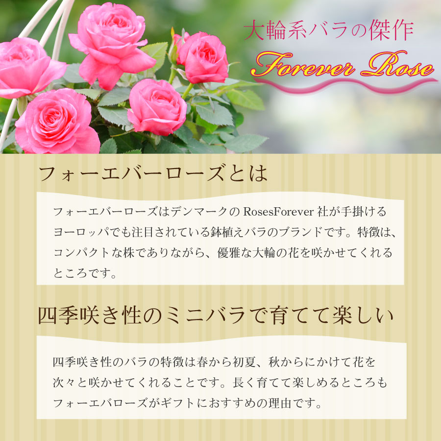 楽天市場 母の日 プレゼント バラ の鉢植えとマドレーヌ 花とスイーツピンク系 薔薇 4号鉢 Fleur Town 吉本花城園